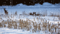 /album/kuvagalleria/a24cf4249684199d-snow-gif1/